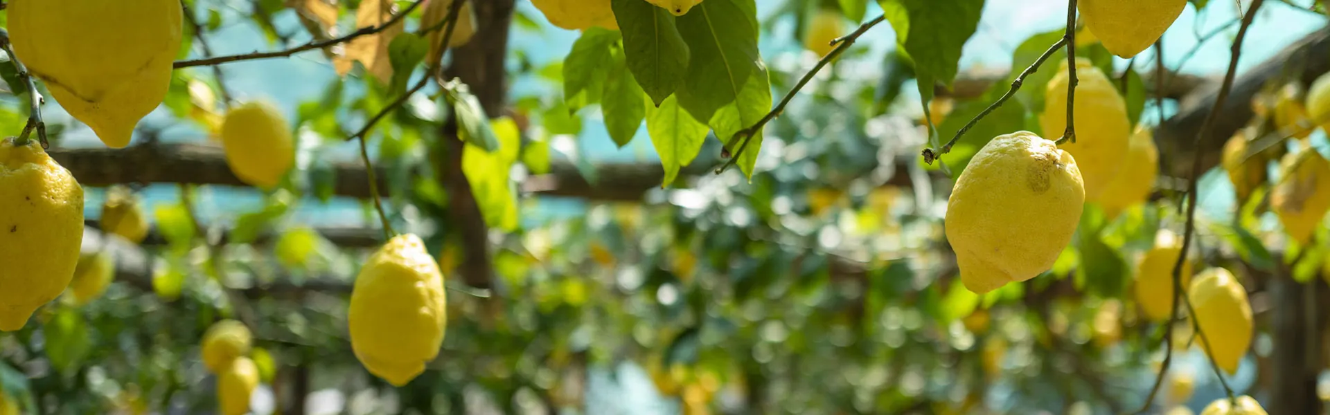 Limoni su un albero